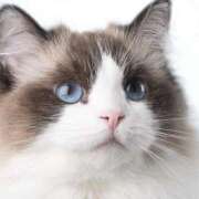 咲本 ゆりあ にゃ！ バルボラ マリン