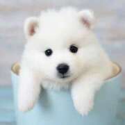 咲本 ゆりあ また！わん🐶 バルボラ マリン