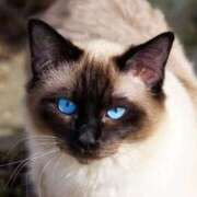 咲本 ゆりあ にゃ〜 バルボラ マリン