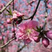 ヒメ日記 2025/03/23 20:02 投稿 えいみ 熟女の風俗最終章 宇都宮店