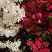 ヒメ日記 2025/05/07 22:07 投稿 えいみ 熟女の風俗最終章 宇都宮店