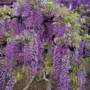 ヒメ日記 2025/05/17 02:53 投稿 えいみ 熟女の風俗最終章 宇都宮店