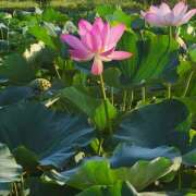 ヒメ日記 2025/08/03 16:31 投稿 えいみ 熟女の風俗最終章 宇都宮店