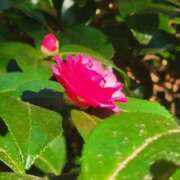 ヒメ日記 2025/12/07 16:02 投稿 えいみ 熟女の風俗最終章 宇都宮店