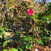 ヒメ日記 2025/12/27 22:21 投稿 えいみ 熟女の風俗最終章 宇都宮店