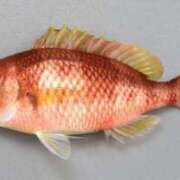 ヒメ日記 2024/12/21 11:48 投稿 タマガシラ　玉頭 女の子市場