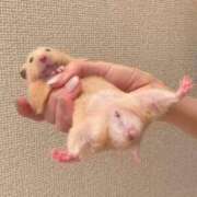 ヒメ日記 2025/04/04 04:08 投稿 タマガシラ　玉頭 女の子市場