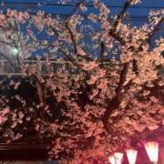 ヒメ日記 2025/04/04 08:18 投稿 ゆら ワンダフル