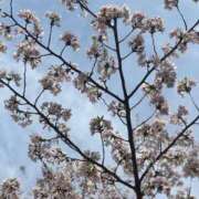 ヒメ日記 2025/04/11 12:04 投稿 にこ 激安ドットコム