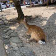 ヒメ日記 2025/05/09 12:20 投稿 にこ 激安ドットコム