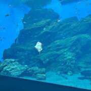 ヒメ日記 2025/05/29 15:12 投稿 姫（ひめ） NOA（ノア）