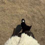 ヒメ日記 2025/11/18 08:50 投稿 あかり ラッシュアワー