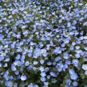 ヒメ日記 2026/05/06 20:53 投稿 あかり ラッシュアワー