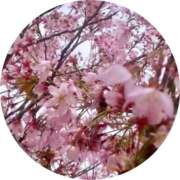 ヒメ日記 2025/03/13 10:06 投稿 有村かずは 神戸ホットポイント