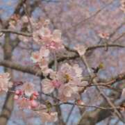 ヒメ日記 2025/03/25 10:47 投稿 有村かずは 神戸ホットポイント