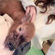 ヒメ日記 2026/01/28 19:39 投稿 YU GINGIRA☆TOKYO～ギンギラ東京～