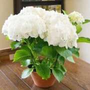 ヒメ日記 2025/06/09 16:43 投稿 みこと 逢って30秒で即尺