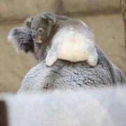 ヒメ日記 2025/05/25 08:56 投稿 ことは 快楽玉乱堂