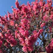 ヒメ日記 2025/02/16 23:08 投稿 椎名 人妻風俗チャンネル