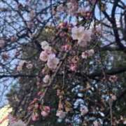 ヒメ日記 2025/03/02 17:53 投稿 椎名 人妻風俗チャンネル