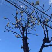 ヒメ日記 2025/03/13 14:29 投稿 椎名 人妻風俗チャンネル