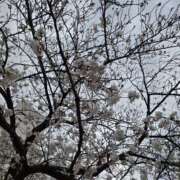 ヒメ日記 2025/04/02 15:57 投稿 椎名 人妻風俗チャンネル