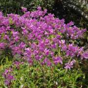 ヒメ日記 2025/04/15 12:56 投稿 椎名 人妻風俗チャンネル