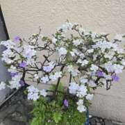 ヒメ日記 2025/05/22 23:12 投稿 椎名 人妻風俗チャンネル