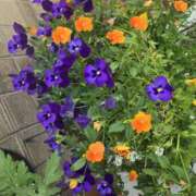 ヒメ日記 2025/05/31 12:00 投稿 椎名 人妻風俗チャンネル