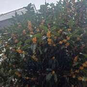 椎名 おはようございます☀ 人妻風俗チャンネル