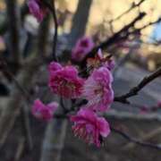 椎名 春が待ち遠しい☺️ 人妻風俗チャンネル