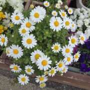 ヒメ日記 2026/03/04 23:24 投稿 椎名 人妻風俗チャンネル