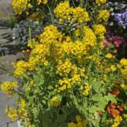 椎名 千葉県と言えば…🤗 人妻風俗チャンネル