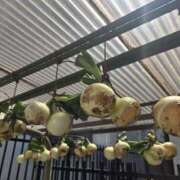 ヒメ日記 2026/04/19 23:19 投稿 椎名 人妻風俗チャンネル