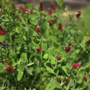 ヒメ日記 2026/04/27 07:02 投稿 椎名 人妻風俗チャンネル