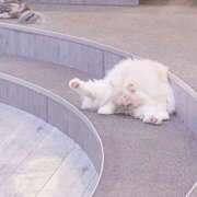 ヒメ日記 2025/04/16 11:46 投稿 ナナセ エピソード(品川)