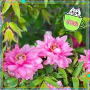 ヒメ日記 2025/05/04 19:05 投稿 くるみ Welcome Cafe(ウェルカムカフェ) 吉祥寺店