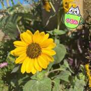 ヒメ日記 2025/08/04 22:44 投稿 くるみ Welcome Cafe(ウェルカムカフェ) 吉祥寺店