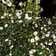 ヒメ日記 2025/11/20 07:25 投稿 いのり バイオレンス