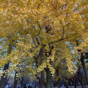 いのり おはようございます(*^o^*) バイオレンス