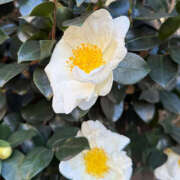 いのり 明日まってるよ バイオレンス