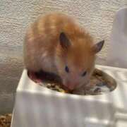 ヒメ日記 2026/03/07 13:33 投稿 きき 花火-hanabi-(すすきの)