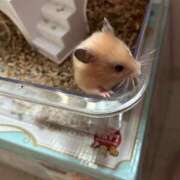 ヒメ日記 2026/03/22 22:13 投稿 きき 花火-hanabi-(すすきの)