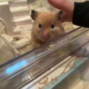 ヒメ日記 2026/04/10 16:53 投稿 きき 花火-hanabi-(すすきの)