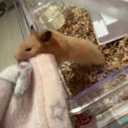 ヒメ日記 2026/04/15 21:13 投稿 きき 花火-hanabi-(すすきの)