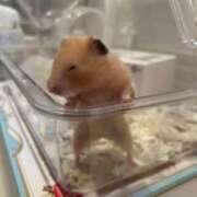 ヒメ日記 2026/04/16 22:10 投稿 きき 花火-hanabi-(すすきの)