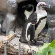 ヒメ日記 2025/05/24 20:18 投稿 仲川しょうこ 全裸美女からのカゲキな誘惑