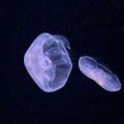 ヒメ日記 2025/05/25 15:47 投稿 仲川しょうこ 全裸美女からのカゲキな誘惑