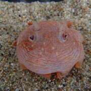 ヒメ日記 2025/11/08 22:33 投稿 仲川しょうこ 全裸美女からのカゲキな誘惑