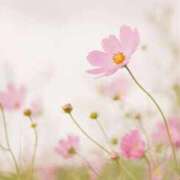 ヒメ日記 2025/11/22 20:55 投稿 仲川しょうこ 全裸美女からのカゲキな誘惑